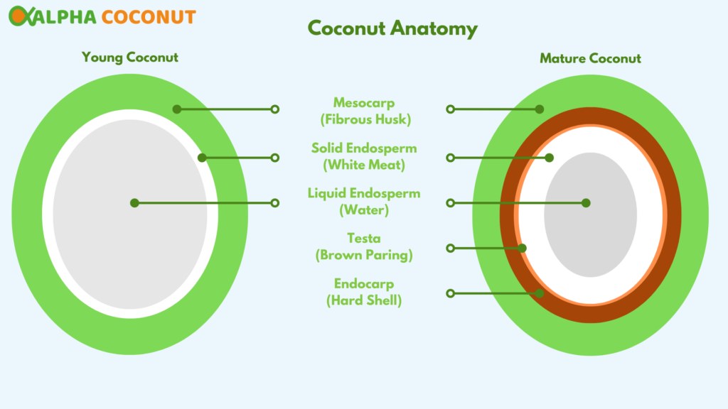 Diagram showing the major parts and anatomy of a coconut