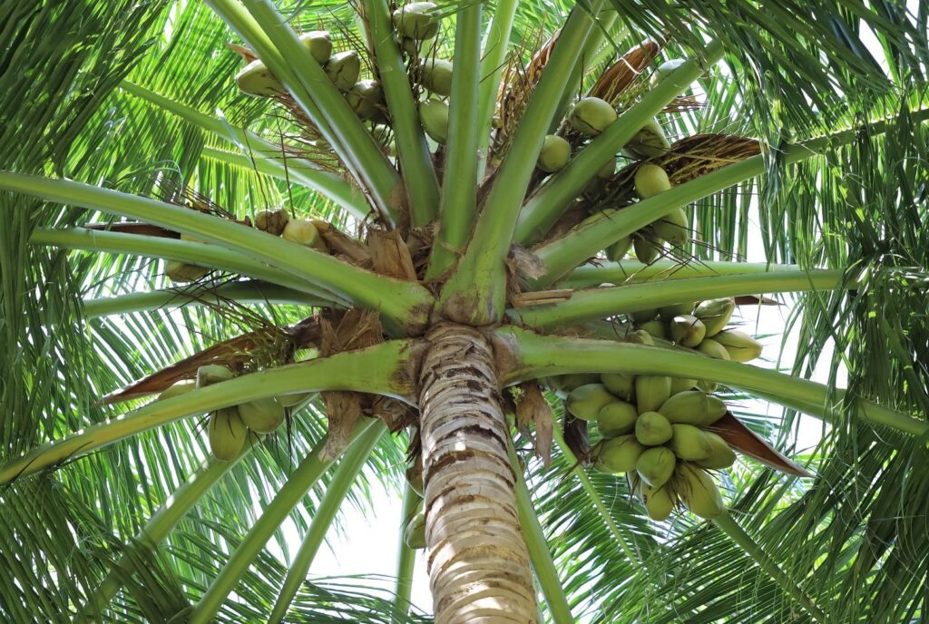 Coconut palm with large mature coconuts