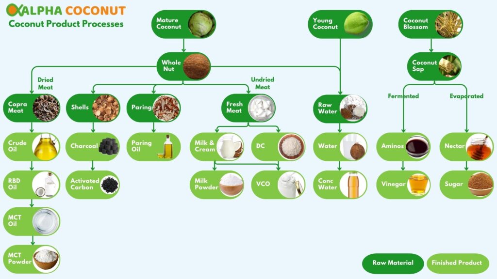 Diagram showing the main coconut product processes