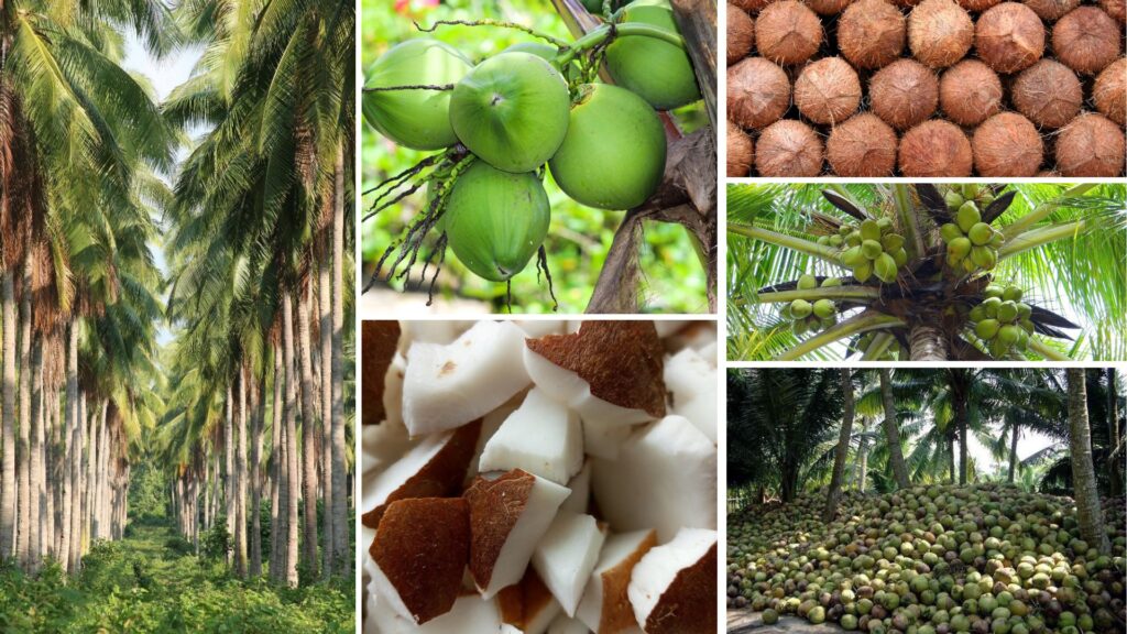 Photo collage of coconuts and coconut palms